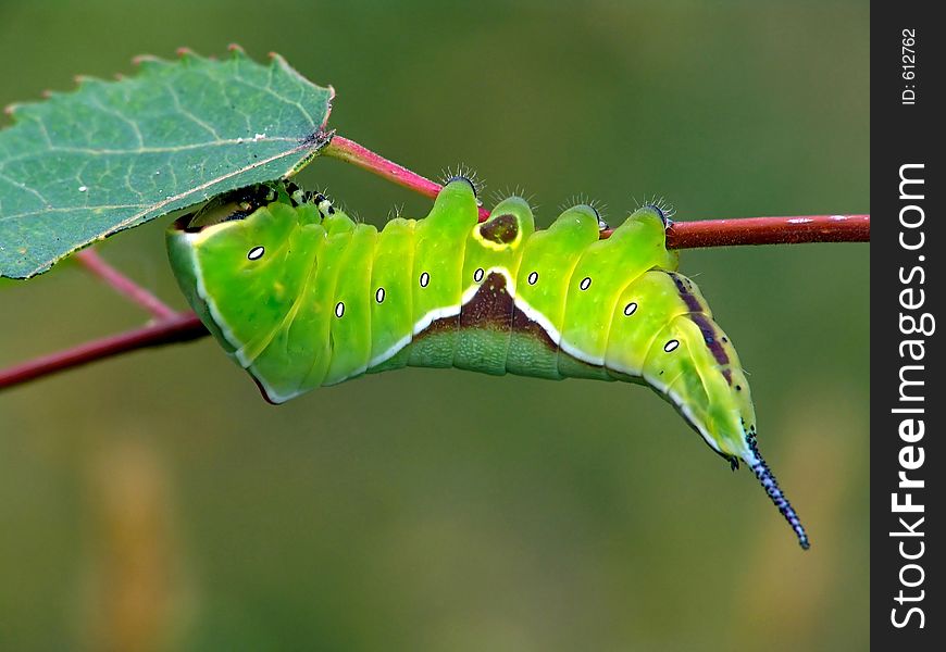 A caterpillar of butterfly Cerura erminea families Notodontidae on a leaf of an aspen. The photo is made in Moscow areas (Russia). Original date/time: 2004:08:06 12:26:50. A caterpillar of butterfly Cerura erminea families Notodontidae on a leaf of an aspen. The photo is made in Moscow areas (Russia). Original date/time: 2004:08:06 12:26:50.