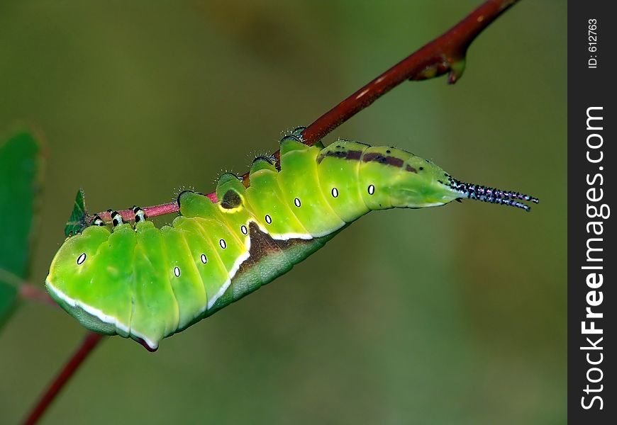 Caterpillar of butterfly Cerura erminea.