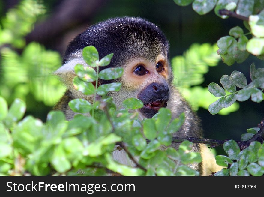 A squirel monkey sitting in a tree