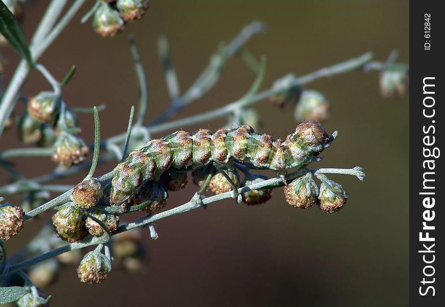 A caterpillar of butterfly Cucullia absinthii families Nodtuidae on colors Artemisia absinthium. A good example of a mimicry. The photo is made in Moscow areas (Russia). Original date/time: 2004:09:05 18:38:59. A caterpillar of butterfly Cucullia absinthii families Nodtuidae on colors Artemisia absinthium. A good example of a mimicry. The photo is made in Moscow areas (Russia). Original date/time: 2004:09:05 18:38:59.