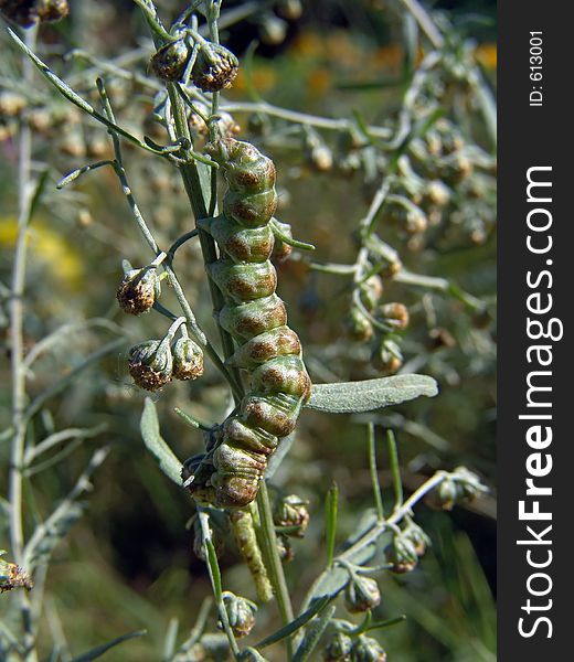 Caterpillar Of Butterfly Cucullia Absinthii.