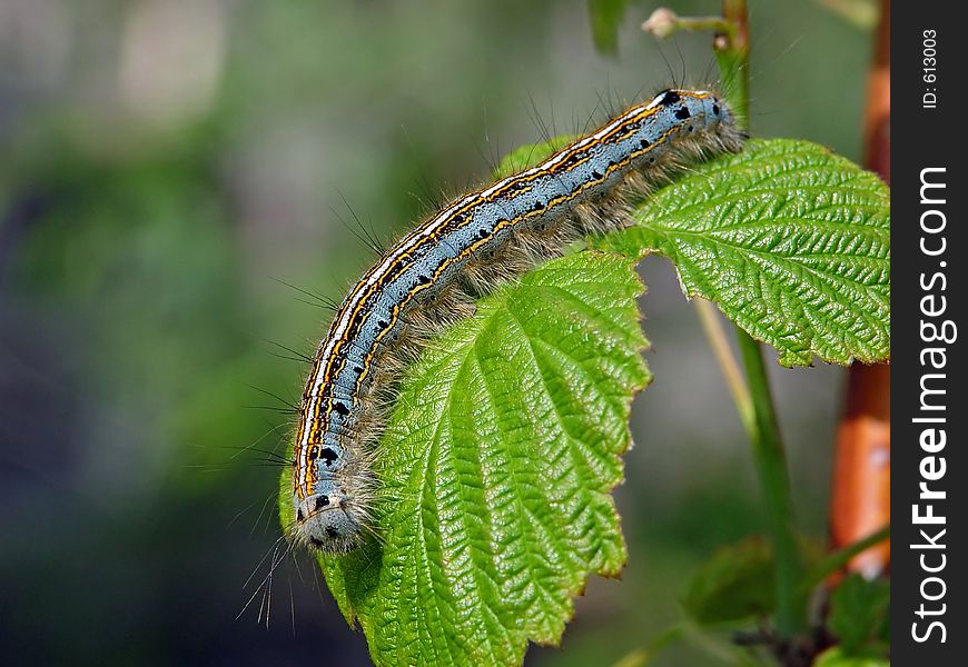 A caterpillar of butterfly Malacosoma neustria families Lasiocampidae on a raspberry. Length of a body about 30 mm. The photo is made in Moscow areas (Russia). Original date/time: 2003:06:13 12:13:30. A caterpillar of butterfly Malacosoma neustria families Lasiocampidae on a raspberry. Length of a body about 30 mm. The photo is made in Moscow areas (Russia). Original date/time: 2003:06:13 12:13:30.