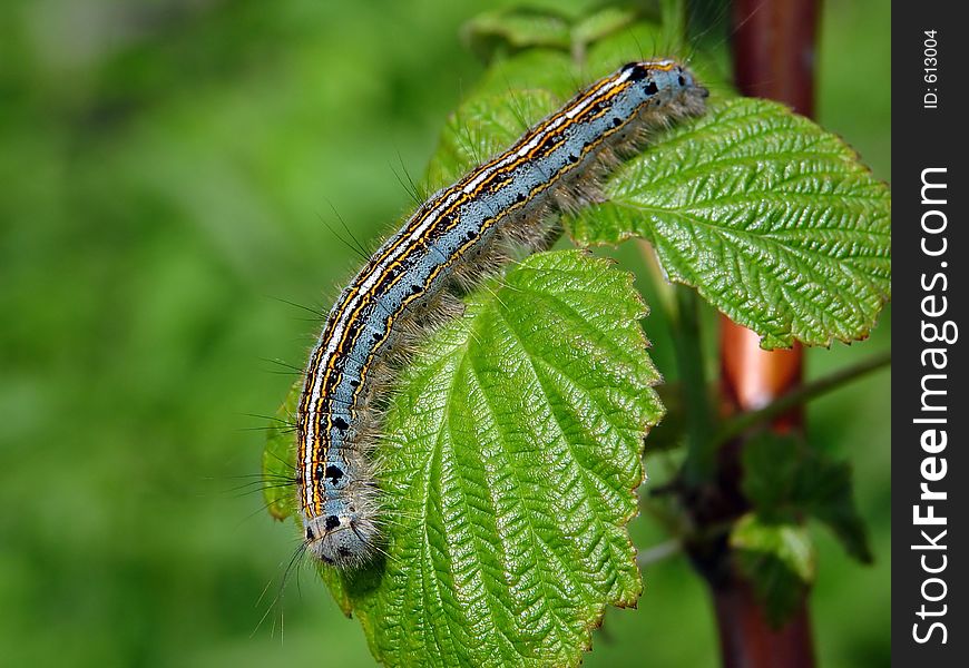 A caterpillar of butterfly Malacosoma neustria families Lasiocampidae on a raspberry. Length of a body about 30 mm. The photo is made in Moscow areas (Russia). Original date/time: 2003:06:13 12:14:01. A caterpillar of butterfly Malacosoma neustria families Lasiocampidae on a raspberry. Length of a body about 30 mm. The photo is made in Moscow areas (Russia). Original date/time: 2003:06:13 12:14:01.