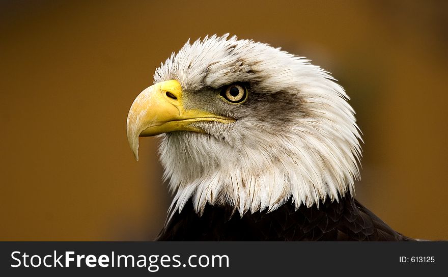 Portrait of an eagle. Portrait of an eagle