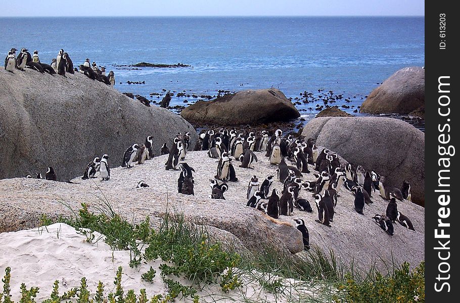 Penguins on rocks by sea. Penguins on rocks by sea