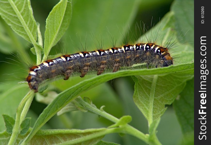 Caterpillar Of Butterfly Euthrix Potatoria.