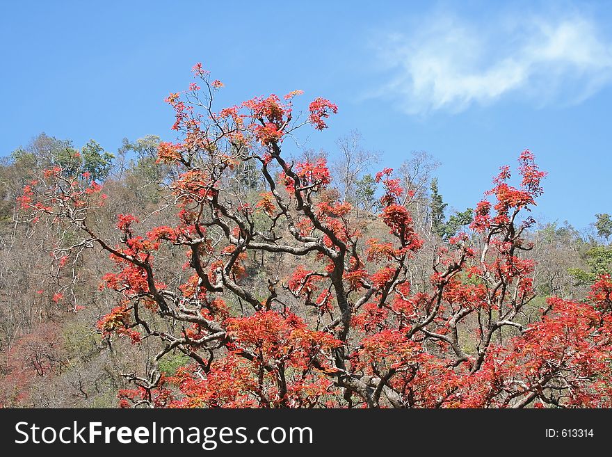 Indian spring is like north american autumn/fall. A few species of Tree leaves change to red color before turning green. Indian spring is like north american autumn/fall. A few species of Tree leaves change to red color before turning green