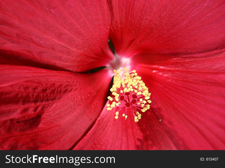 Close-up of a Red Luna Hibiscus