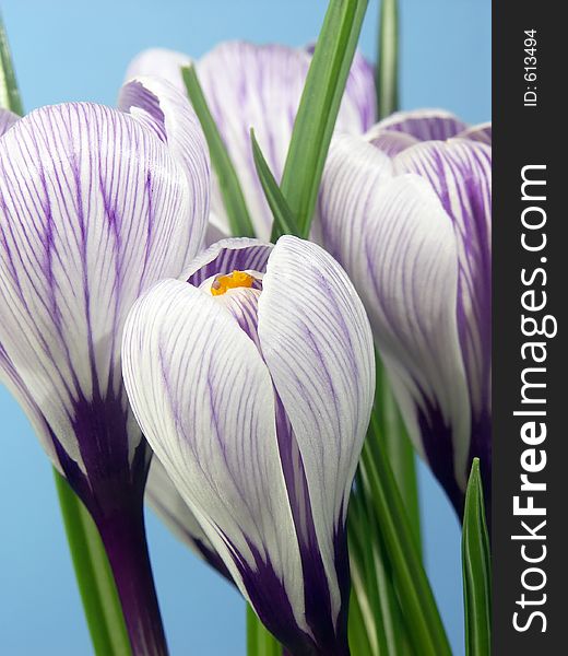 Bunch of crocus flowers. Bunch of crocus flowers