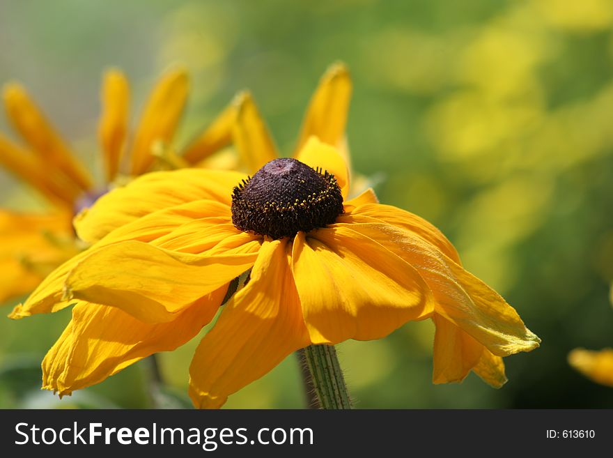 Brown Eyed Susan in the sun