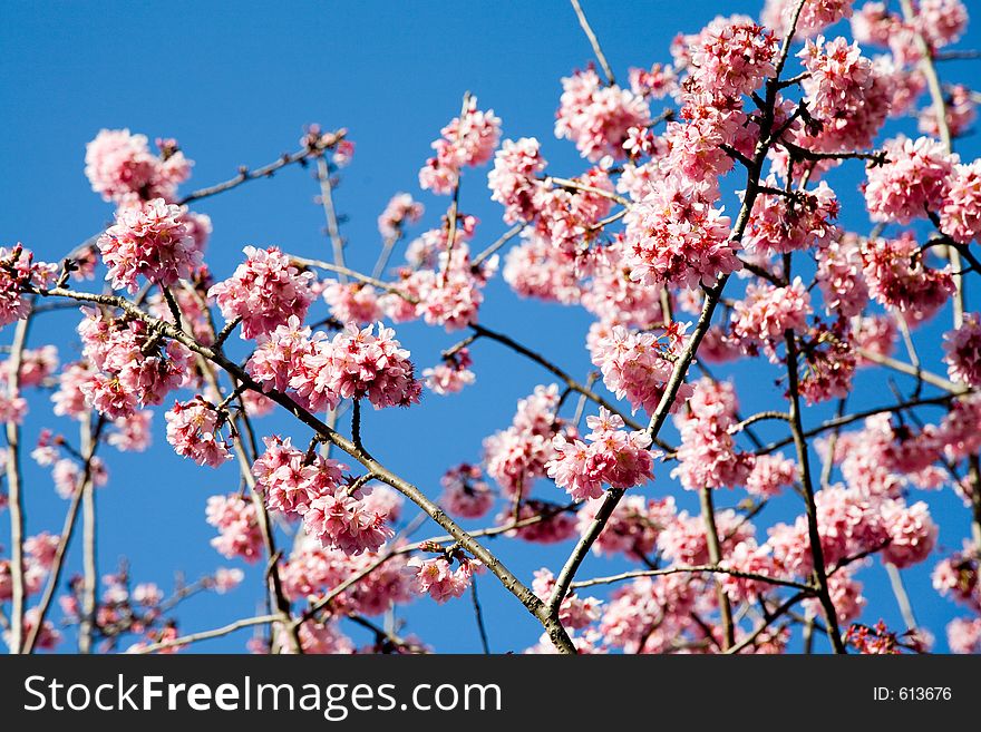 Cherry tree in spring bloom with a blue sky in the background. Cherry tree in spring bloom with a blue sky in the background.