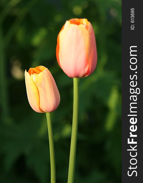 Two peach Easter Tulips