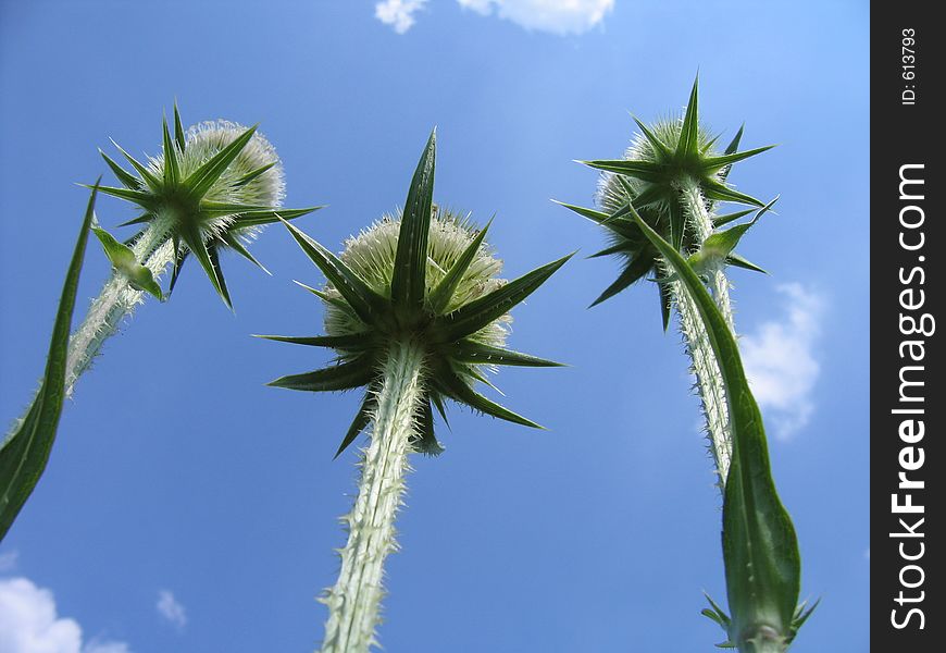 Three plants. Three plants