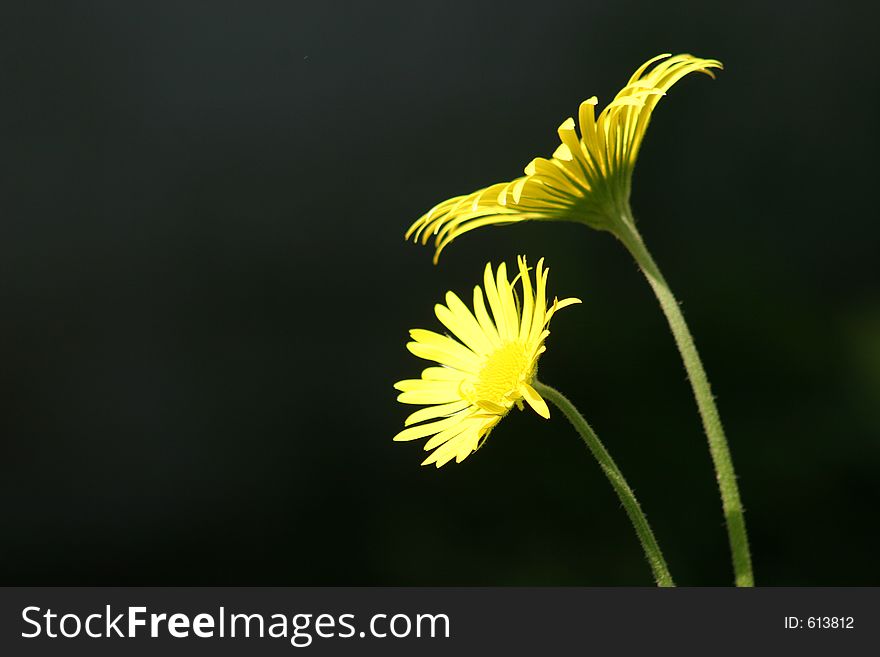 Daisies