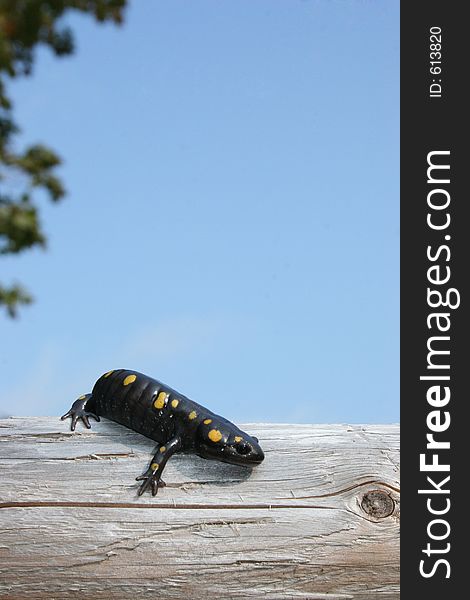 A spotted newt on a fence. A spotted newt on a fence