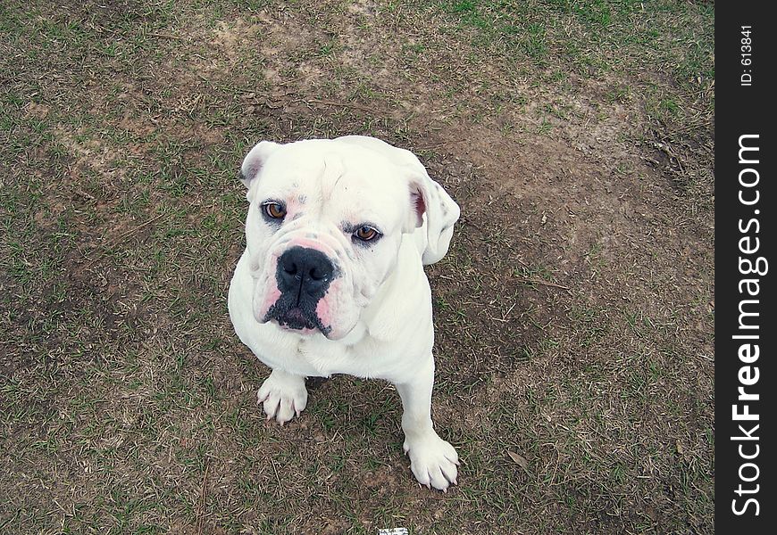 A Bulldog sitting and looking up.