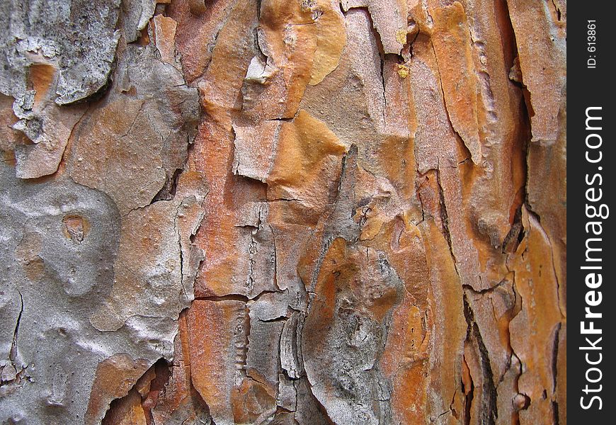 Pine bark