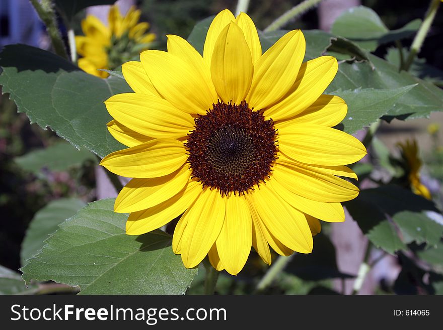 Brilliant sunflower. Brilliant sunflower