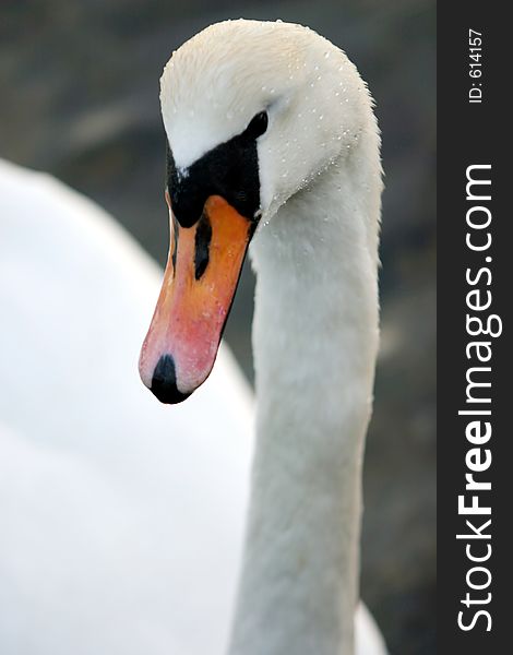 Swan swimming in a lake. Swan swimming in a lake