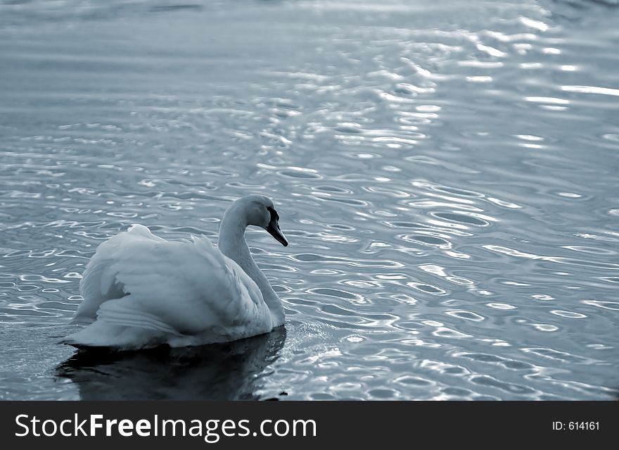 Swan swimming in a lake. Swan swimming in a lake