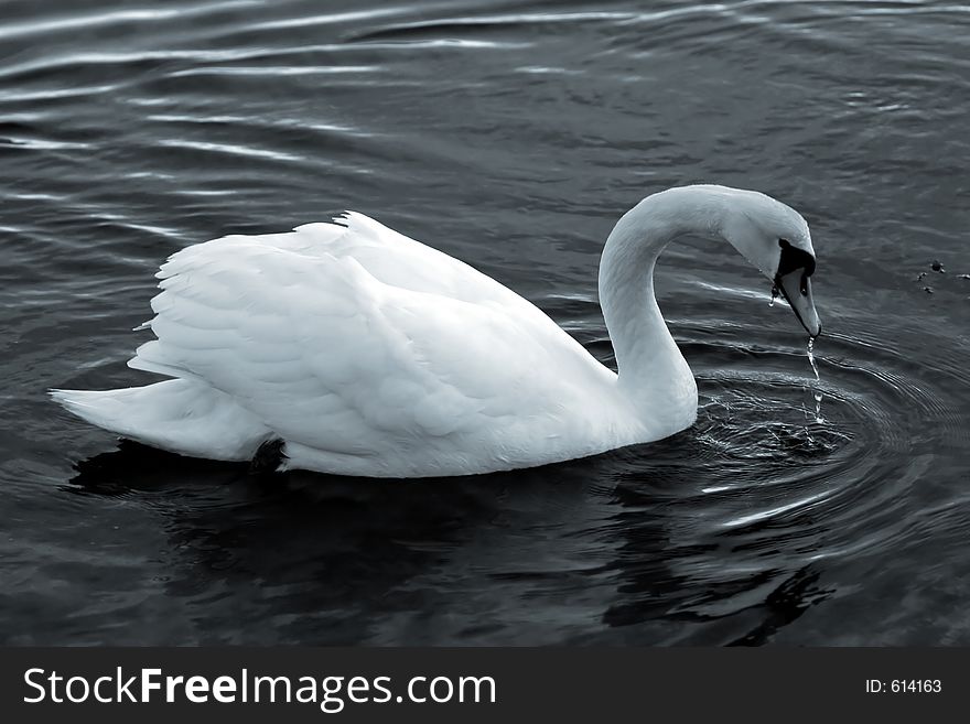 Swan swimming in a lake. Swan swimming in a lake