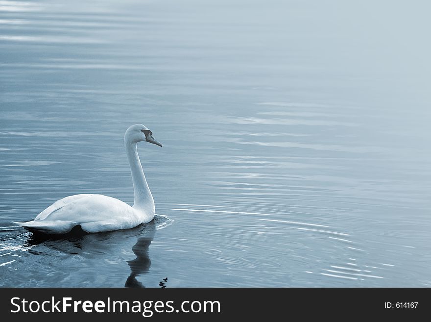 Swan swimming in a lake. Swan swimming in a lake