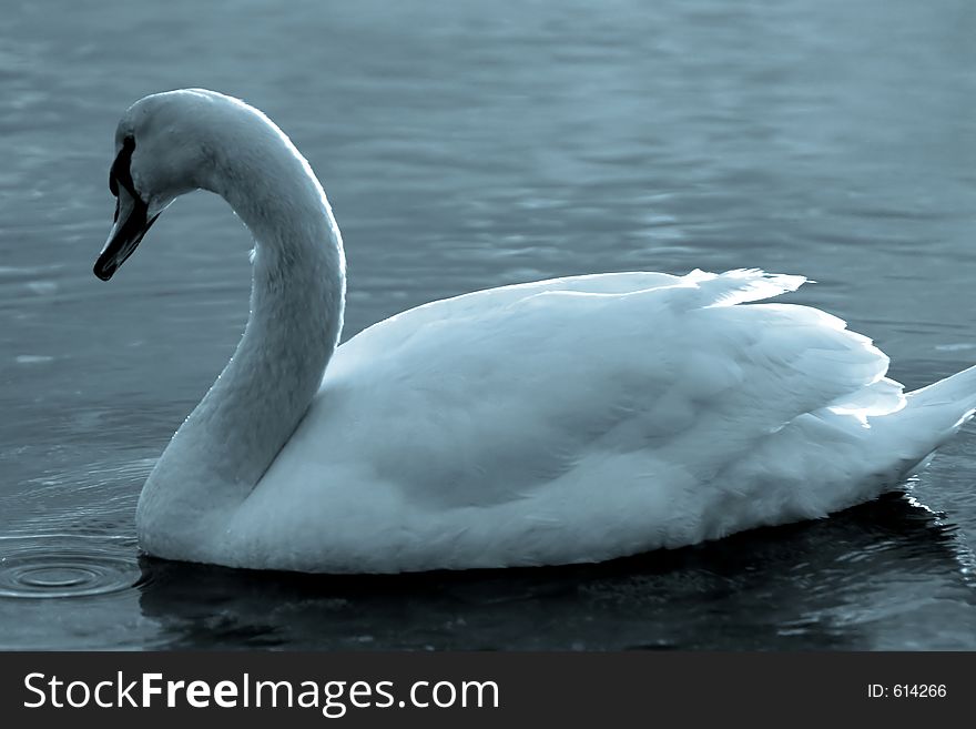 Swan swimming in a lake. Swan swimming in a lake