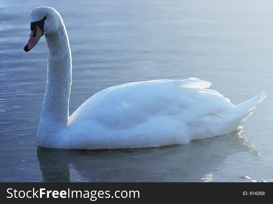 Swan swimming in a lake. Swan swimming in a lake