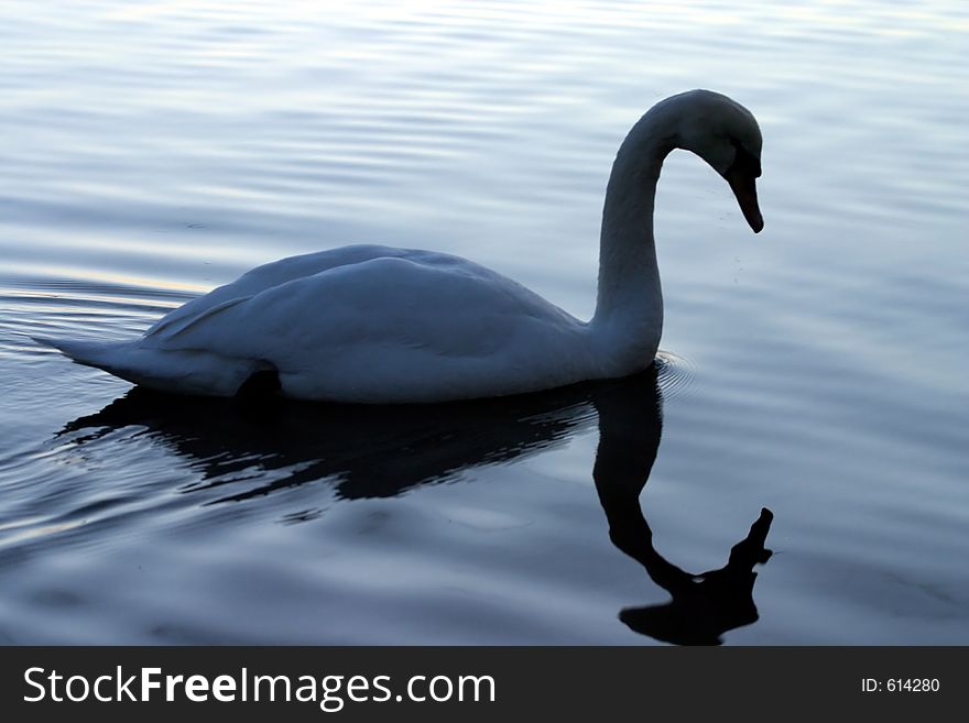 Swan swimming in a lake. Swan swimming in a lake