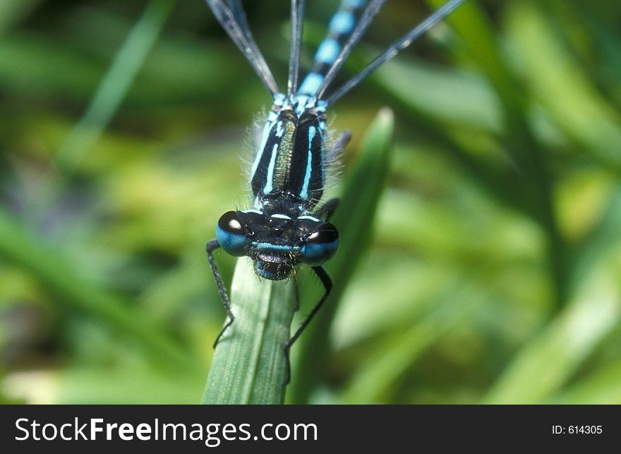 Blue damselfly ready to take of