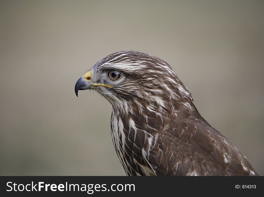 View of a robbery bird. View of a robbery bird