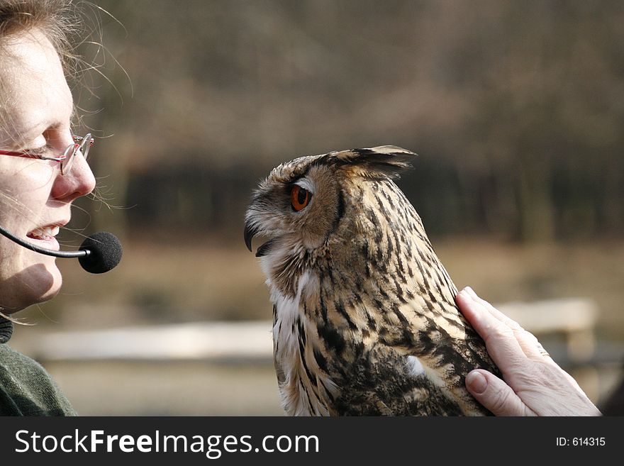Eagle owl stroke by hand