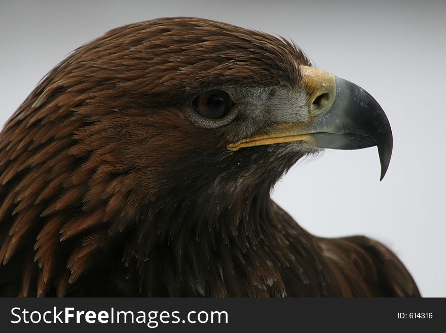 View of a robbery bird. View of a robbery bird