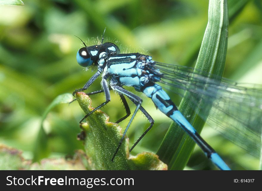 Blue damselfly scouting its surroundings