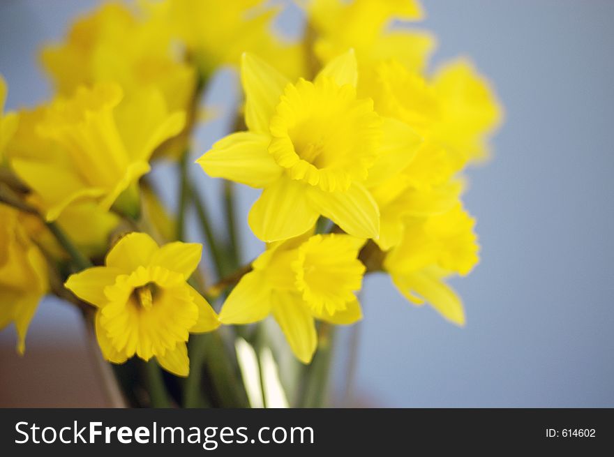 A display of daffodils in a vase on a table in front of a blue wall. A display of daffodils in a vase on a table in front of a blue wall