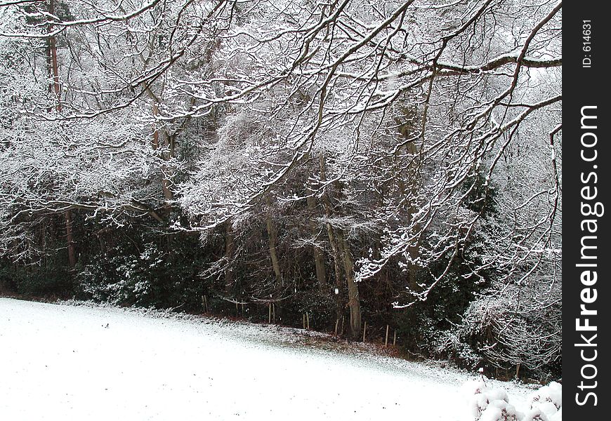 Fresh snowfall covers a paddock and the branches of overhanging trees. Fresh snowfall covers a paddock and the branches of overhanging trees