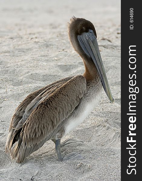 A brown pelican on the beach. A brown pelican on the beach