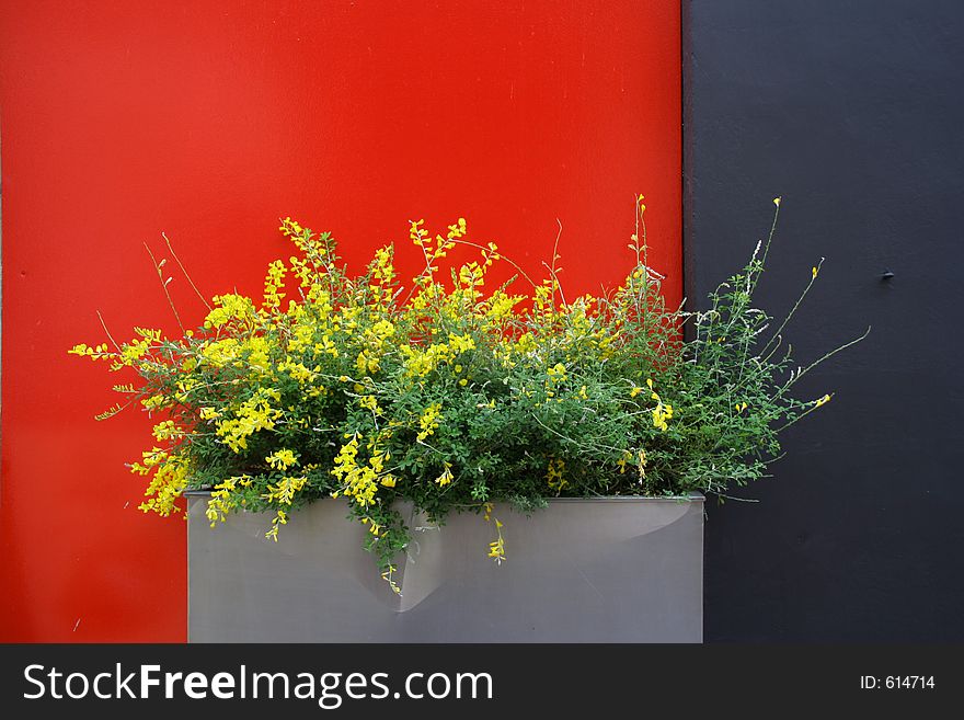 Yellow flowers in a tin pot against a red and dark blue wall