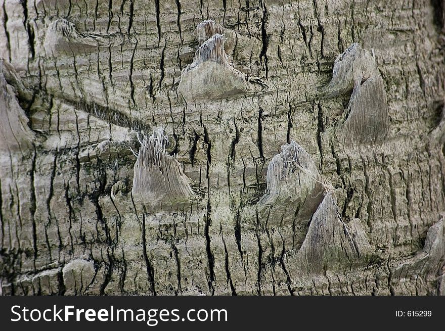 Bark of Palm Tree in Florida. Bark of Palm Tree in Florida