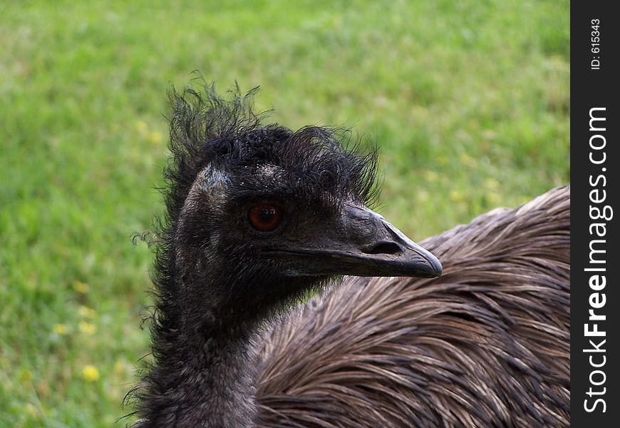 Australian emu