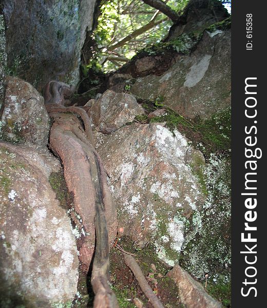 Rock and wood in the forest