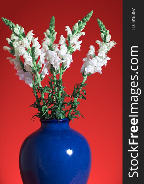 Snapdragon Bouquet in Blue Vase against Dramatic Red Background. Snapdragon Bouquet in Blue Vase against Dramatic Red Background