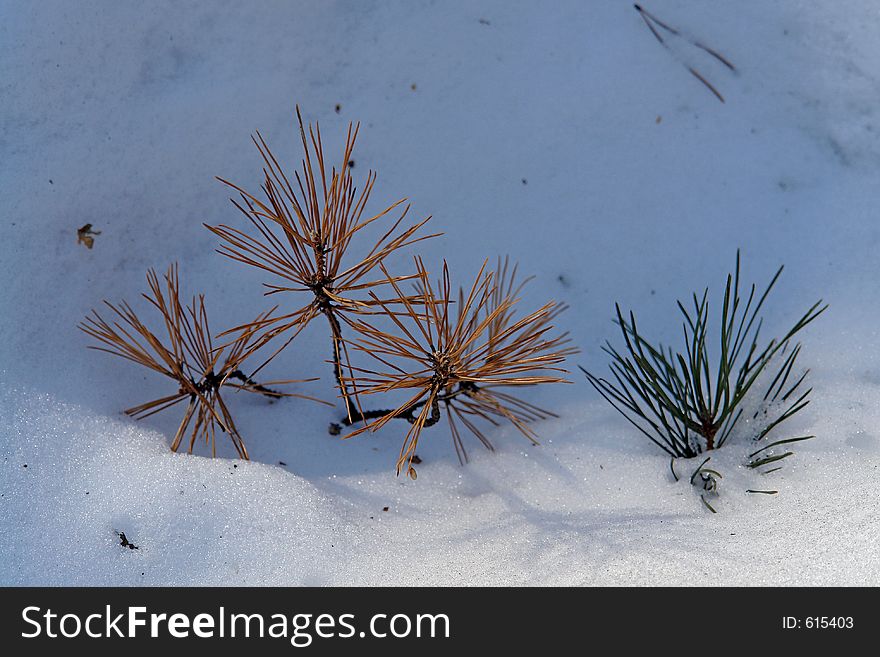 Pine Branches In A Snow.