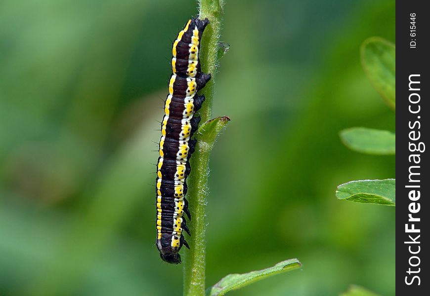 Caterpillar Of Butterfly Cucullia Lucifuga.