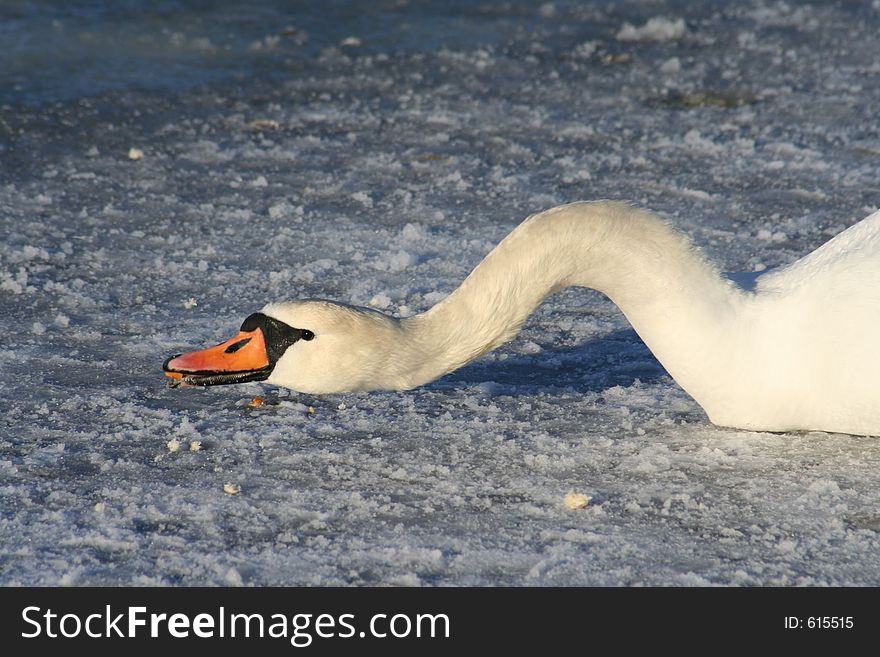 Swan catching something to eat on a frozen sea. Swan catching something to eat on a frozen sea