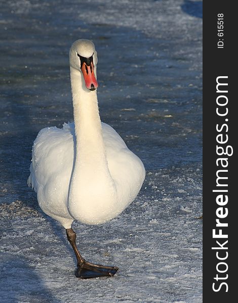 White swan walking on ice with one leg