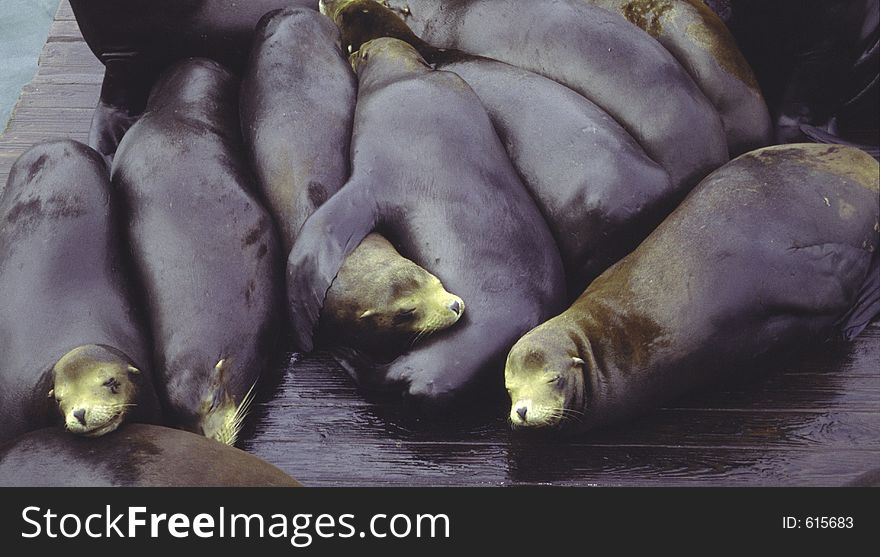 Sea Lions sleeping at the water frount at Sanfrancisco, USA - Fisherman's Wharf, Californian Long Eared Seals.