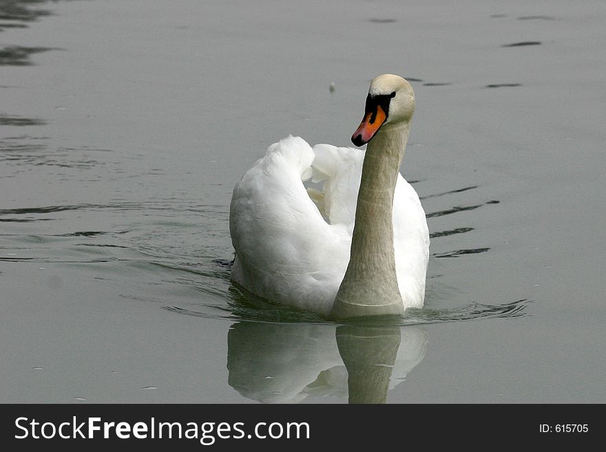 Swan swimming in a lake looking for some food. Swan swimming in a lake looking for some food.