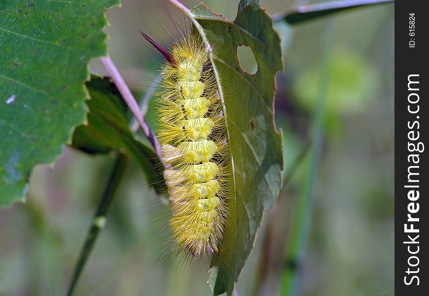 Caterpillar Of Butterfly Dasychira Pudibunda.