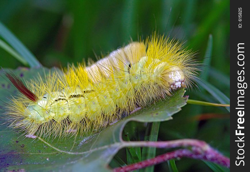 Caterpillar of butterfly Dasychira pudibunda.